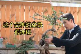 这是云南很神秘的树种开花结果，观叶，观树桩，你知道是什么吗？视频封面