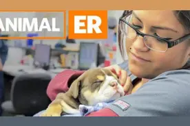 宠物急诊室之孟加拉虎的绝育