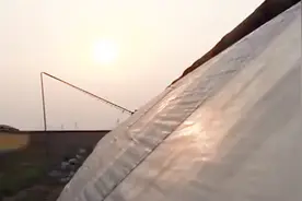 温室草莓应如何定植？记住这八字口诀，草莓苗壮保高产视频封面