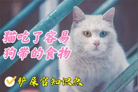 养宠避坑指南2：铲屎官需要知道的事，猫不能吃的食物盘点