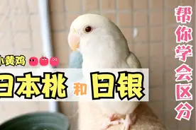 日银、日本桃牡丹鹦鹉的区别，帮你分清楚