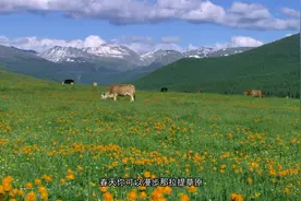 《美丽中华行》旅游推介（新疆篇）——新疆是个好地方视频封面