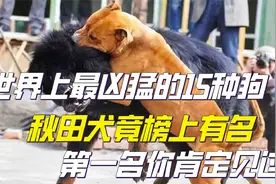 世界上最凶猛的15种狗，秋田犬竟榜上有名，第一名你肯定见过！视频封面