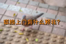 老人说，这种鸟来到你家里，就证明家里有好事发生了！#农村视频封面