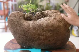 什么植物能在室内爬藤？它就是山乌龟，园艺师教你，买回家怎么养视频封面