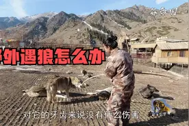 野外遇到狼怎么办？铁棍比木棒更能保命，为什么狼群都怕火？视频封面