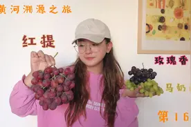 外地人初到乌海，找个农贸市场买葡萄，种类丰富到底哪种是特色？视频封面
