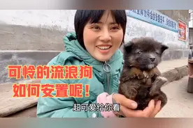 农村流浪狗泛滥，妹子出门一趟捡了两只，看着也就一个多月好可怜视频封面
