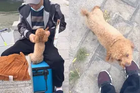 女子带泰迪散步偶遇原主人，捡来喂养四个月狗子不舍离开！视频封面