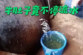 为老牛肚子放水，不一会便接了满满一大桶，这到底怎么回事？视频封面