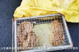 山东嘉祥县：捕猎野兔，用来赌狗？请当地有关部门查一查视频封面