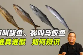 都叫鲅鱼，都叫马鲛鱼，谁真谁假，如何区分辨识视频封面