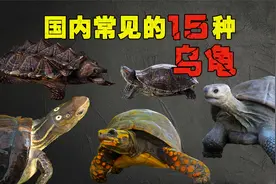 国内15种常见的乌龟，河边经常会遇到，你能认清哪几种？视频封面