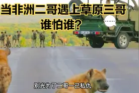 当非洲二哥遇上草原三哥，谁怕谁？#搞笑配音视频封面