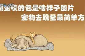 跳蚤咬的包是啥样子图片，宠物去跳蚤最简单方法视频封面