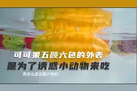 可可果五颜六色的外表，是为了吸引小动物来吃。