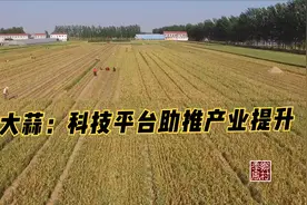 金乡县与中国农科院、山东省农科院合作，成立大蒜产业技术研究院视频封面