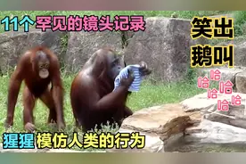 11个罕见的镜头记录：猩猩模仿人类的行为，看完后笑出鹅叫视频封面