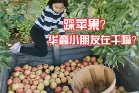 这就是美国华裔小朋友的素质？（二）居然在农场踩别人的苹果！视频封面