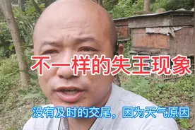 已经开产的蜂王，为什么不见了？视频封面