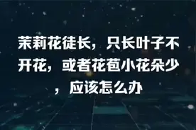 茉莉花徒长，只长叶子不开花，或者花苞小花朵少，应该怎么办视频封面