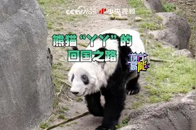 熊猫“丫丫”的回国之路视频封面