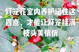 灯笼花室内养护记住这四点，才能让灯笼挂满枝头美俏俏视频封面