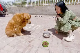 测试狗狗喜欢吃狗粮还是面条，看看大白怎么选择？主人好无奈视频封面