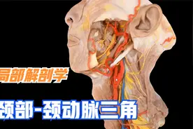局部解剖学 -颈部（颈动脉三角）视频封面