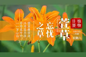 在康乃馨代表母爱之前 中国早已有了自己的母亲花 它就是萱草视频封面