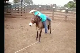 看一头犟驴是如何被驯服，再犟的毛驴也怕这样来训，高手在民间