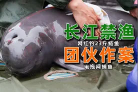 长江禁渔效果显著，水底出现超胖大鲤鱼，濒危物种陆续回归！视频封面