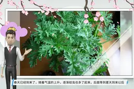 5种“驱蚊花”，阳台摆一盆，蚊虫躲远远，开花还很漂亮视频封面