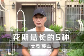 适合家里养的5种大型藤本，花期一个比一个长视频封面