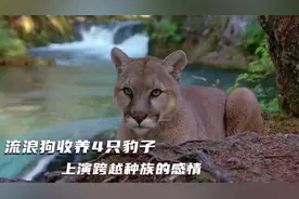 <上>流浪狗收养了4只豹子，跨越种族的情感非常值得一看视频封面