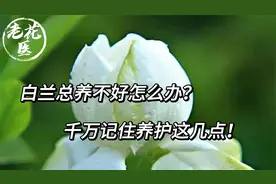 白兰总养不好怎么办？千万记住养护这几点！视频封面