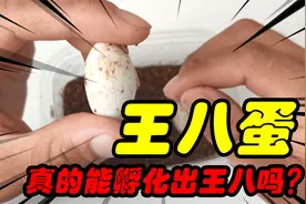 网上买的可孵化乌龟蛋，真的能孵化出萌萌哒的小乌龟吗？视频封面
