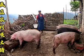 藏区土猪肉为啥特别好吃？看看都要喂些啥？一年粮食都要上万斤