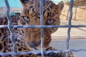 不愧是最凶的猫科动物！花豹一哈气，主人吓得倒退好几步