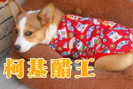 小柯基竟然会吃醋？真的是越活越人精了！视频封面