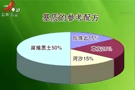 罗勒品种丰富，绿罗勒是种植最多的品种，它有什么特征和用处呢？视频封面