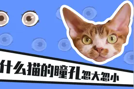 【科普】一分钟告诉你，为什么猫咪的瞳孔总是忽大忽小？视频封面