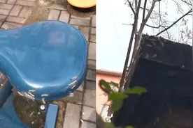 头皮发麻！大树、房檐上爬满毛毛虫，北京园林部门紧急灭杀视频封面