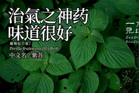 时光荏苒的“荏”指是这种植物，紫苏视频封面