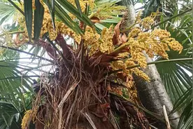木瓜树种植技术2视频封面
