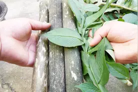 农村的魔芋叶子和魔芋杆你吃过吗？为了吃它们连石灰都用上了。视频封面