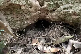 鸟窝好捡，小鸟不容易被捡到视频封面