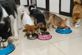 5只狗狗排队吃饭，小土狗不守规矩，吃着碗里的看着锅里的，真逗视频封面