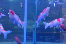 两米多高的圆柱鱼缸饲养锦鲤，欣赏效果如何呢？