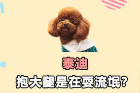 泰迪抱腿是在耍流氓？有这几个含义视频封面